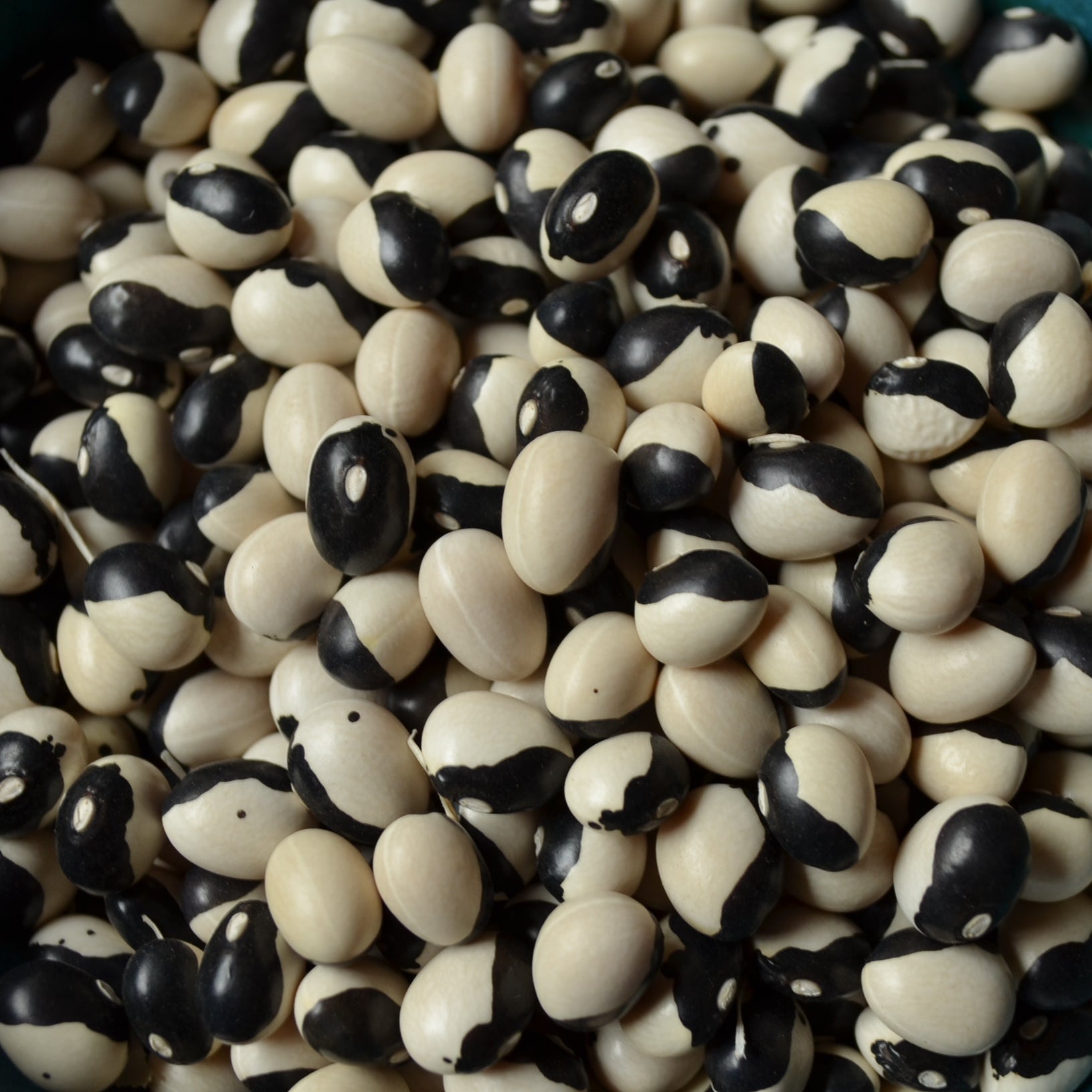 Orca Bush Bean