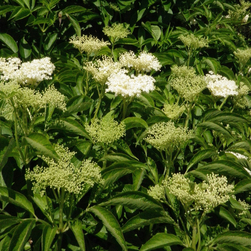 European Black Elderberry Cuttings