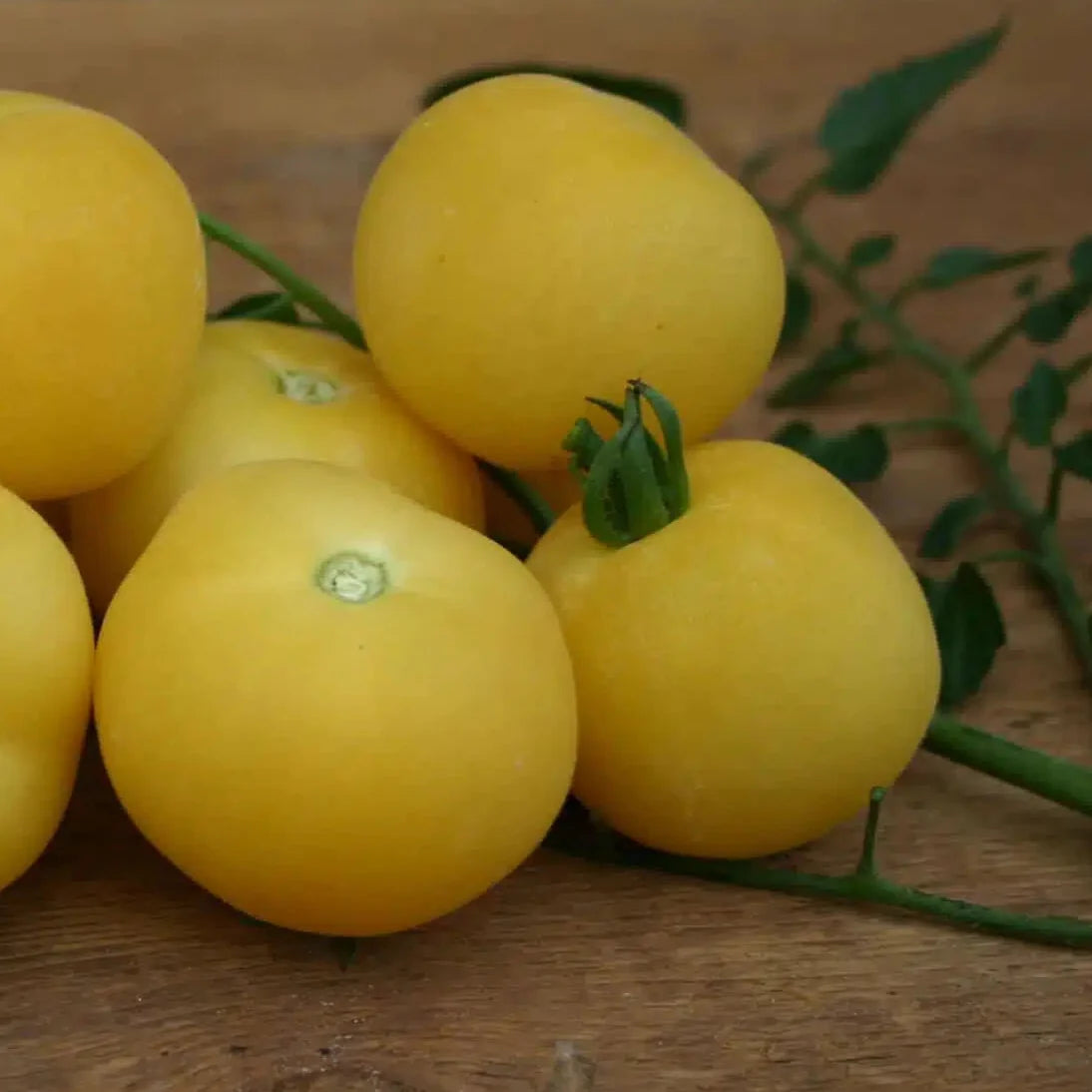 Yellow Peach Tomato