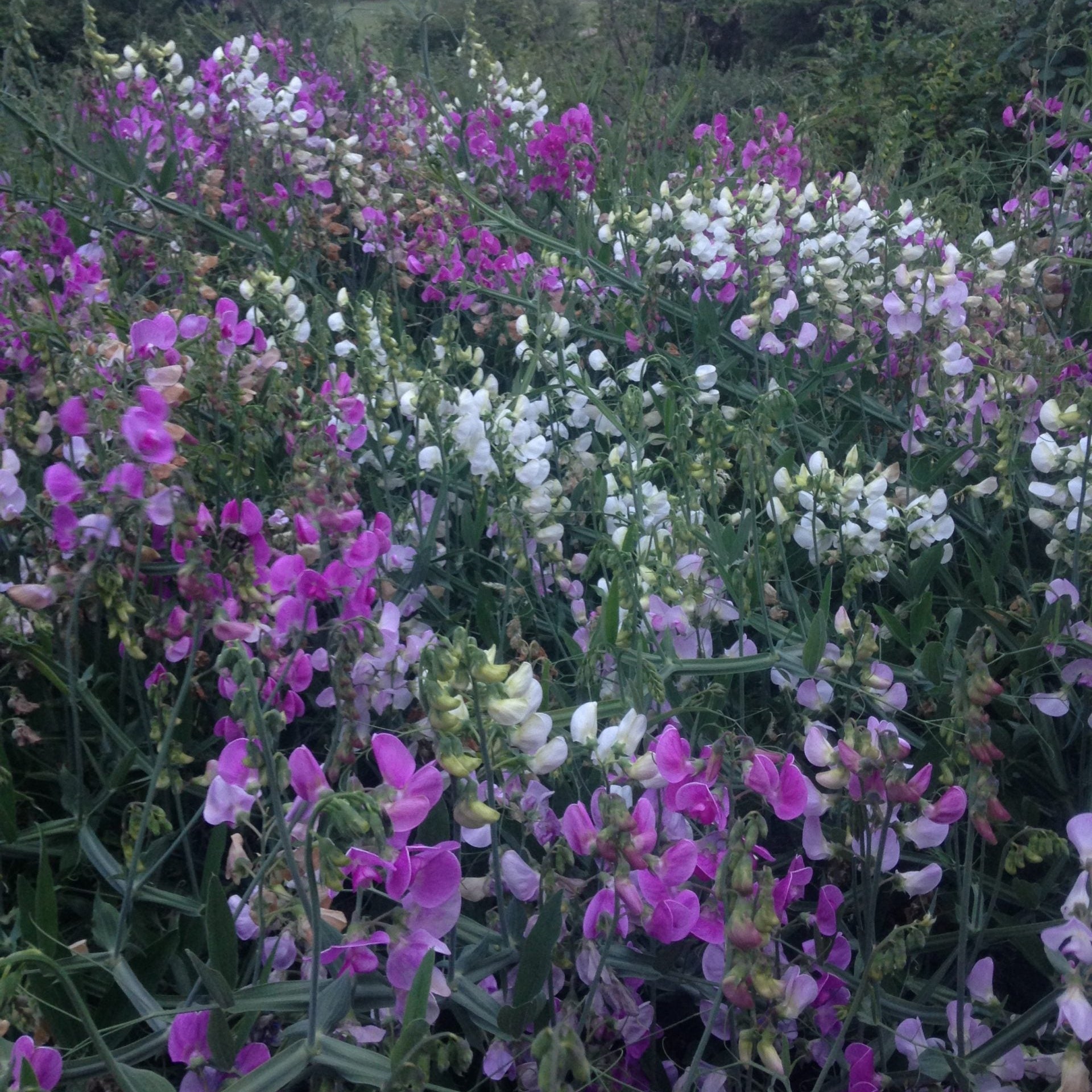 Perennial Sweet Pea