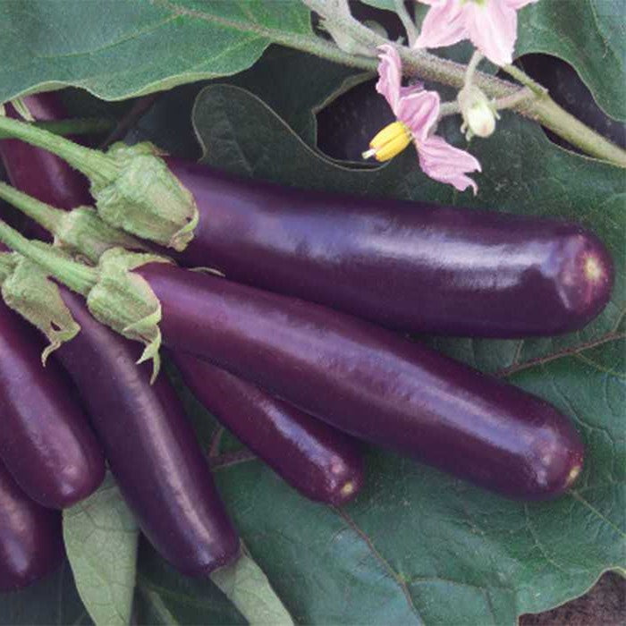 Eggplant Mix