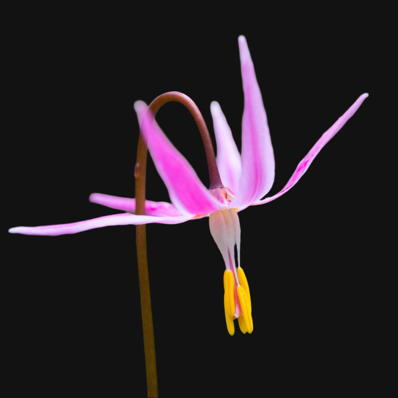 Pink Fawn Lily