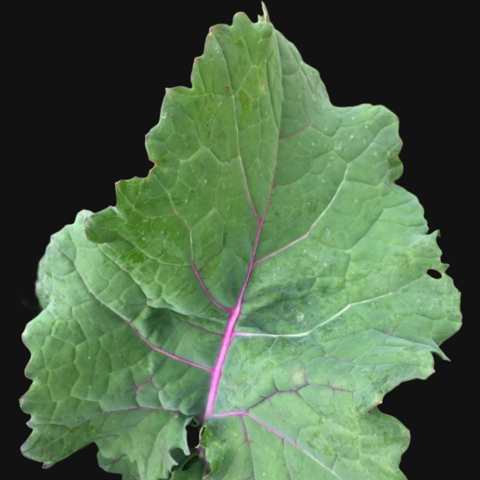 Purple Soft Leaf Kale