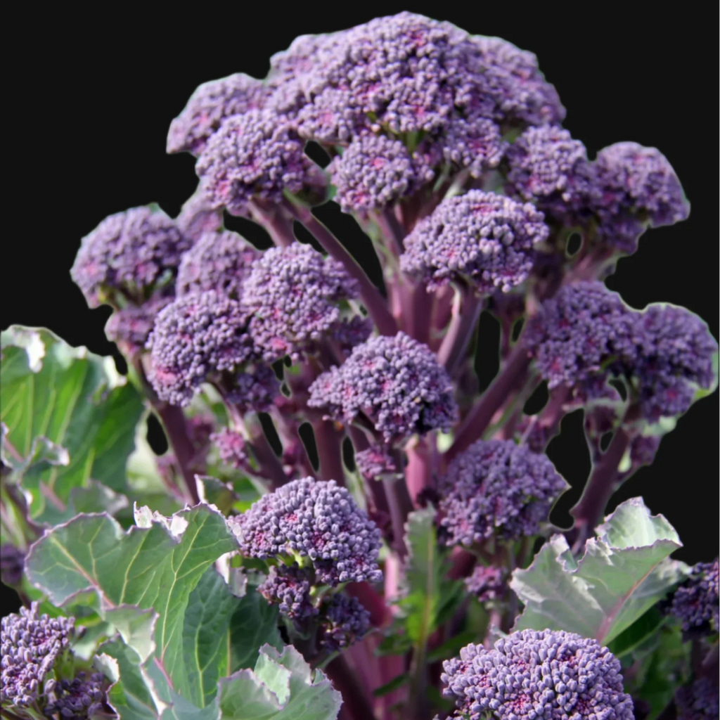 Purple Sprouting Broccoli