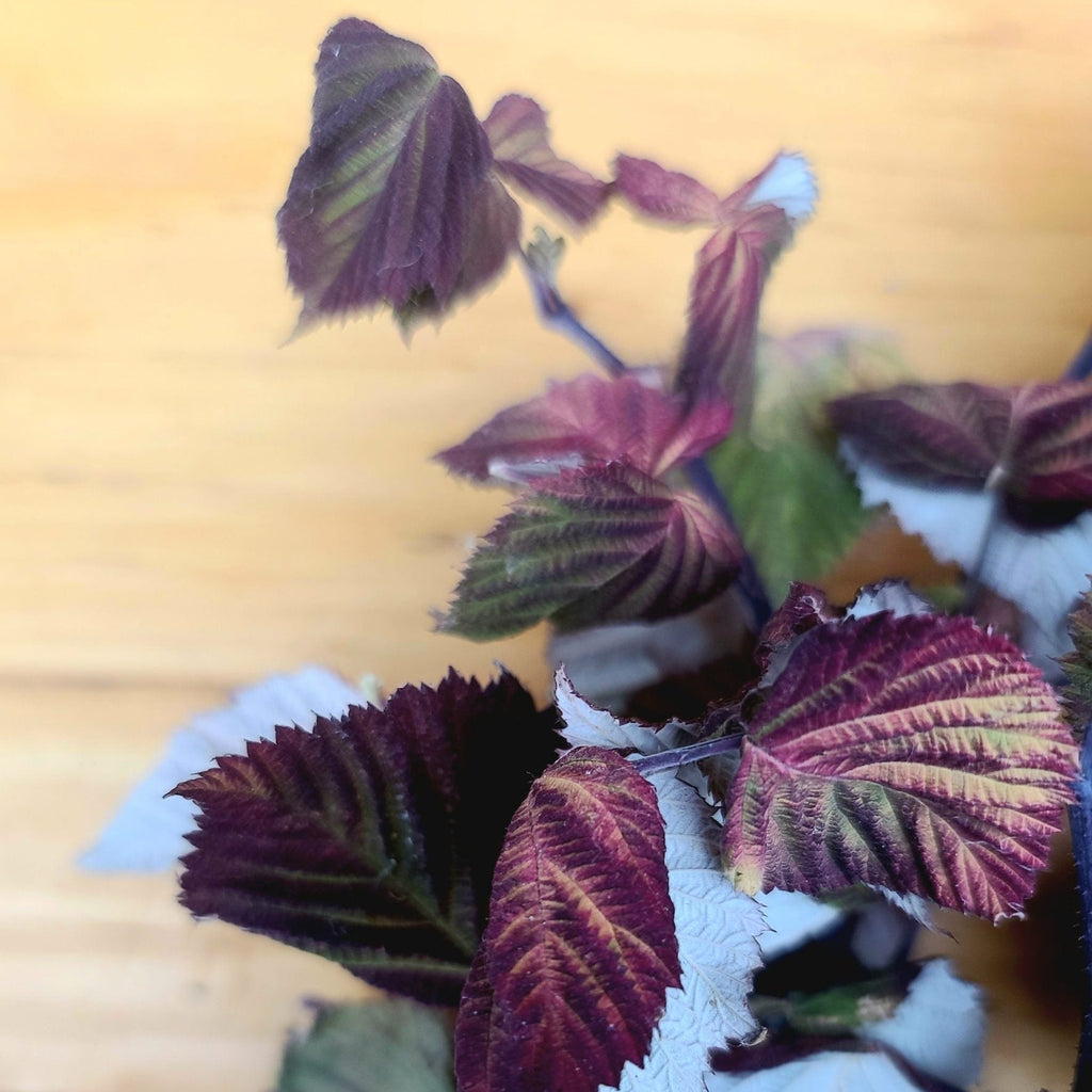 Orchard Experience Mix