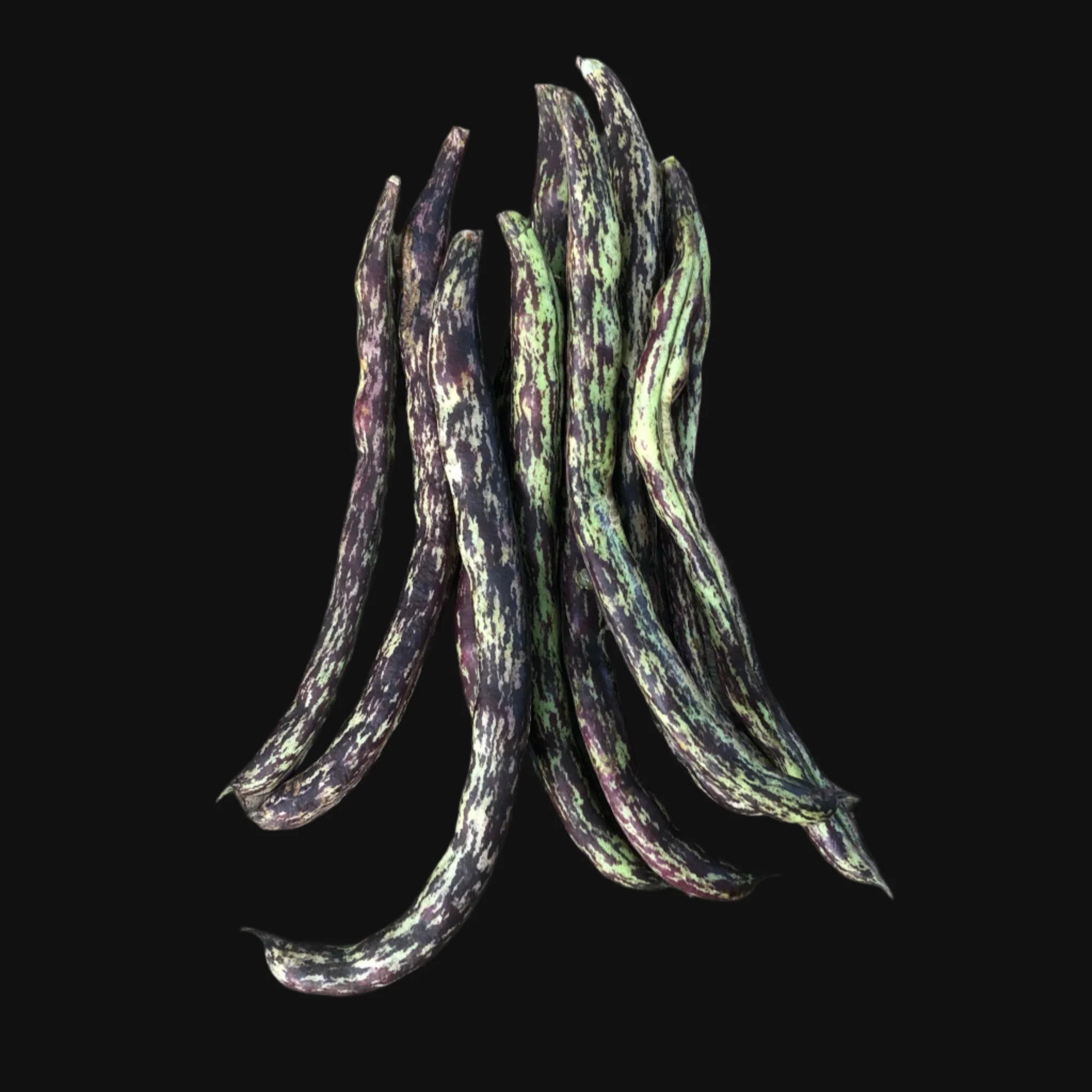 Rattlesnake Pole Bean