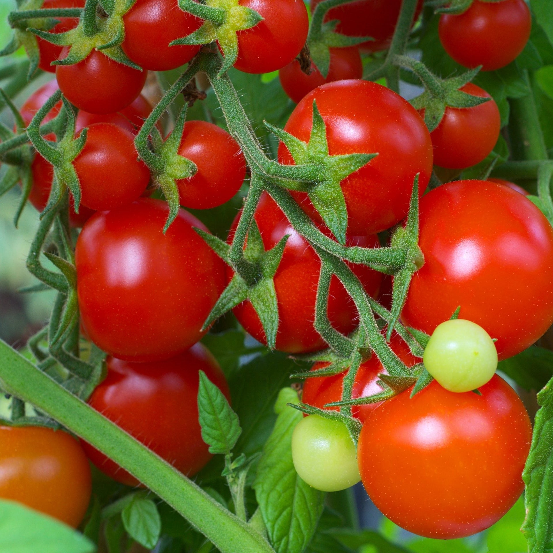 Red Cherry Tomato