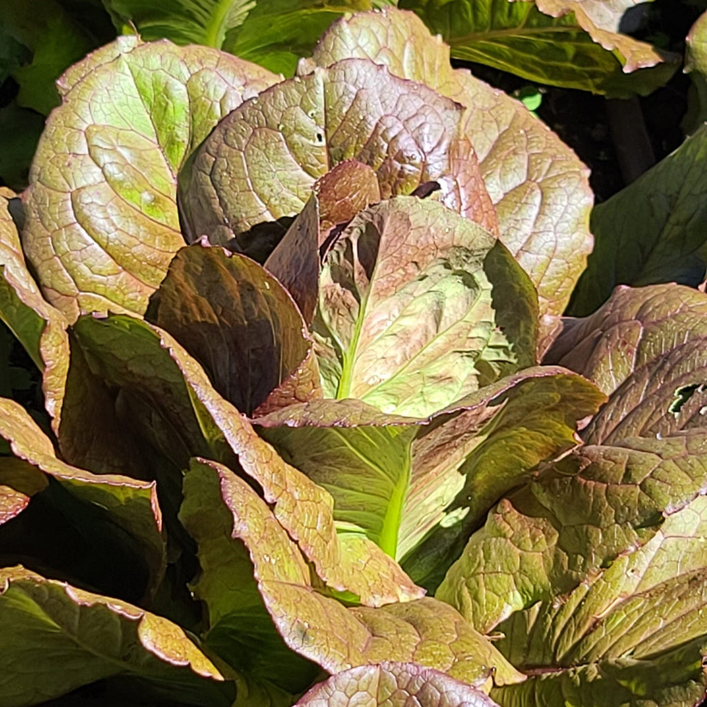 Red Romaine Lettuce