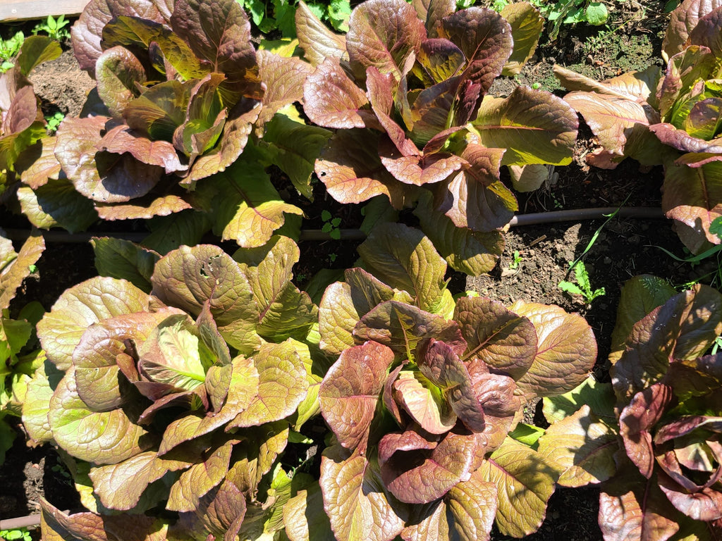Red Romaine Lettuce