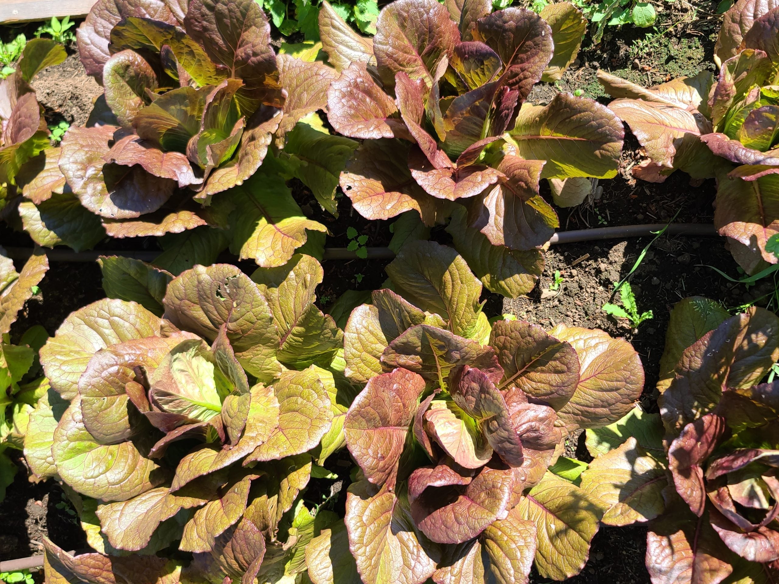 Red Romaine Lettuce