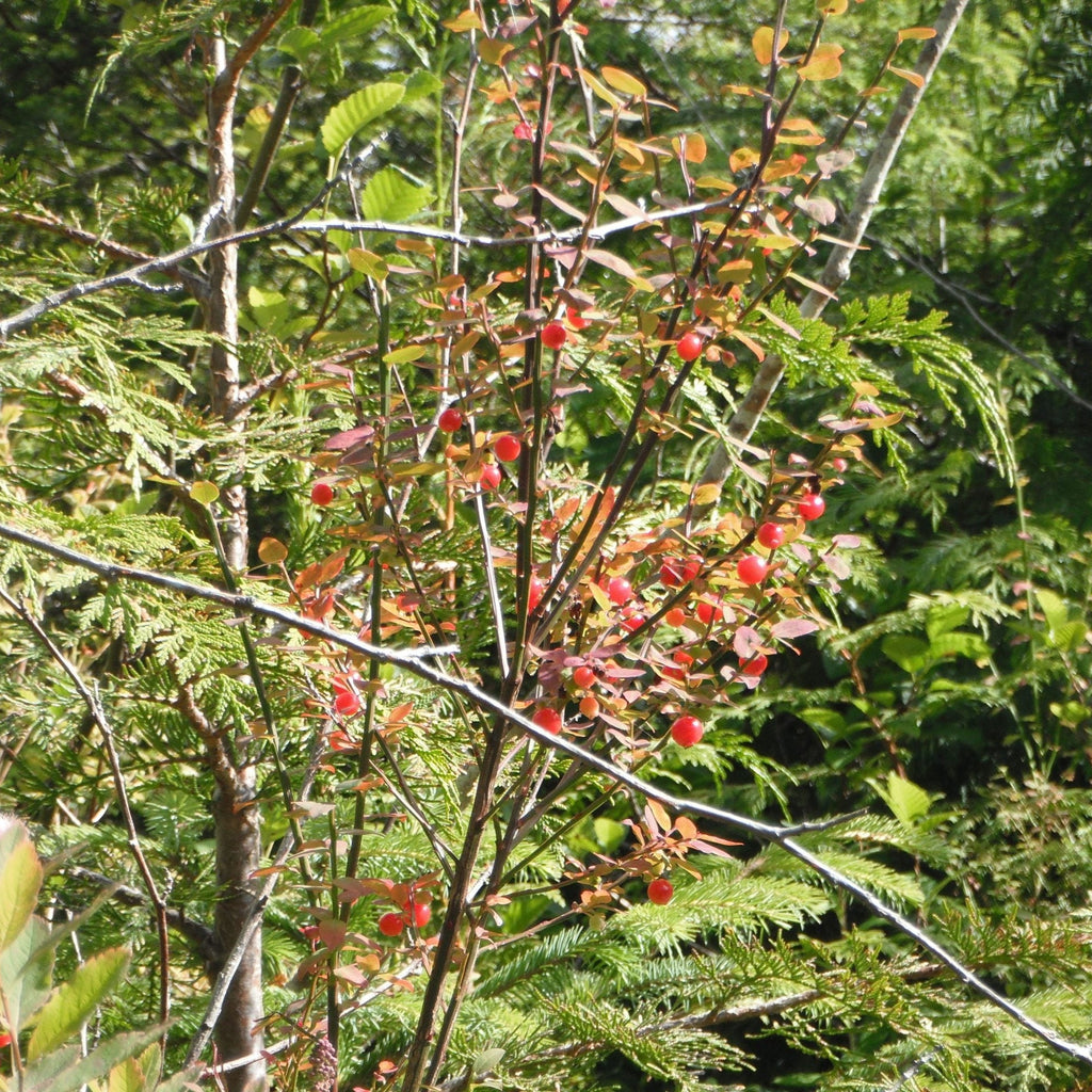 Red Huckleberry