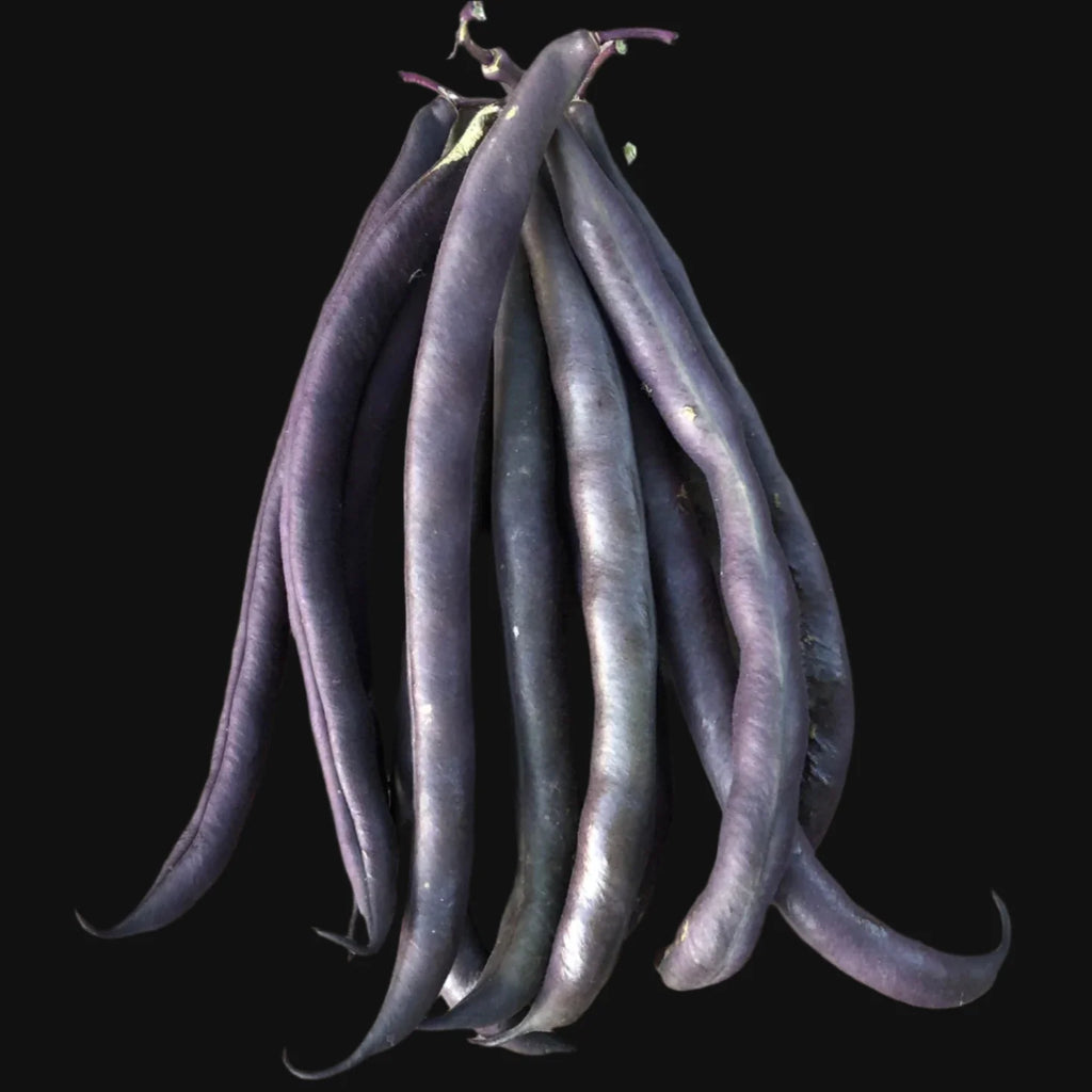 Royal Burgundy Bush Bean