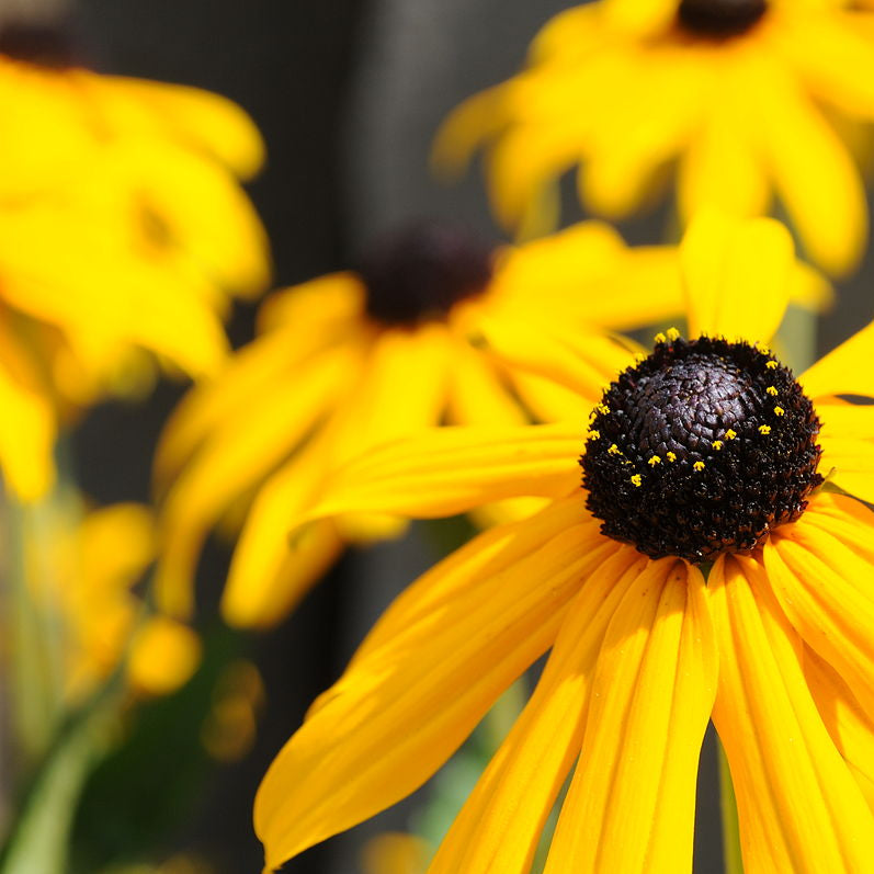 Black-Eyed Susan (Rudbeckia)