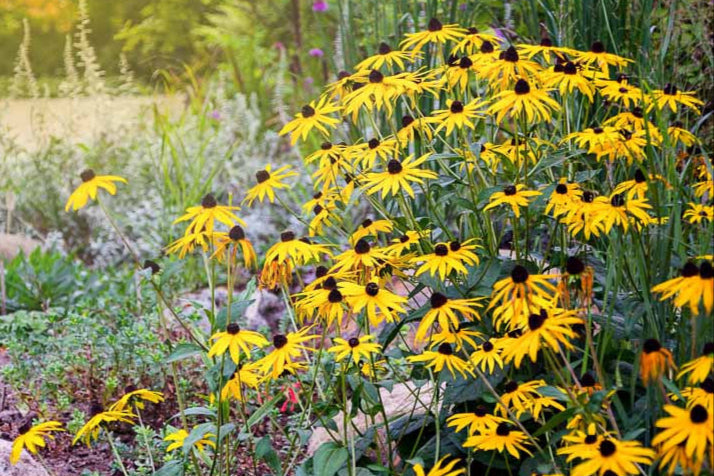Black-Eyed Susan (Rudbeckia)