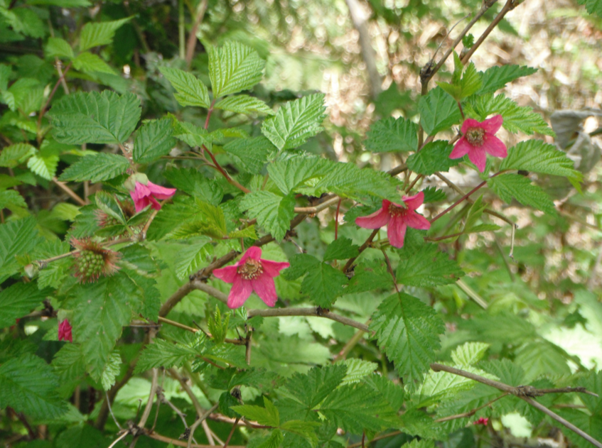 Salmonberry