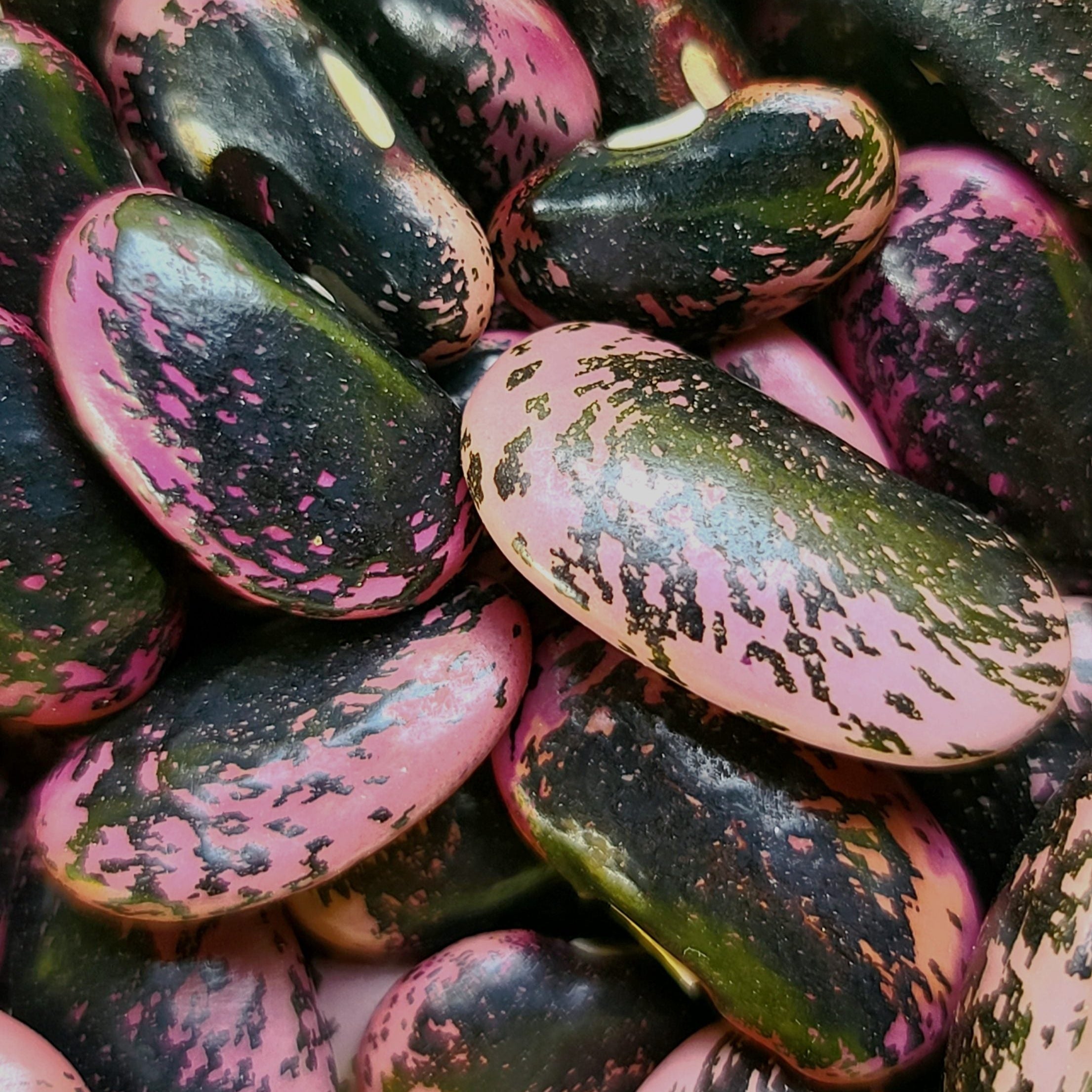Scarlet Runner Pole Bean
