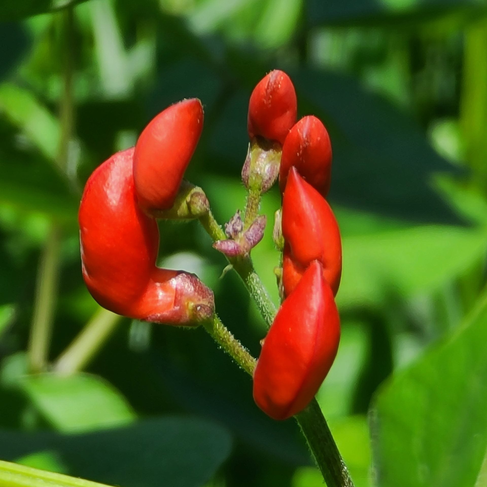 Scarlet Runner Pole Bean