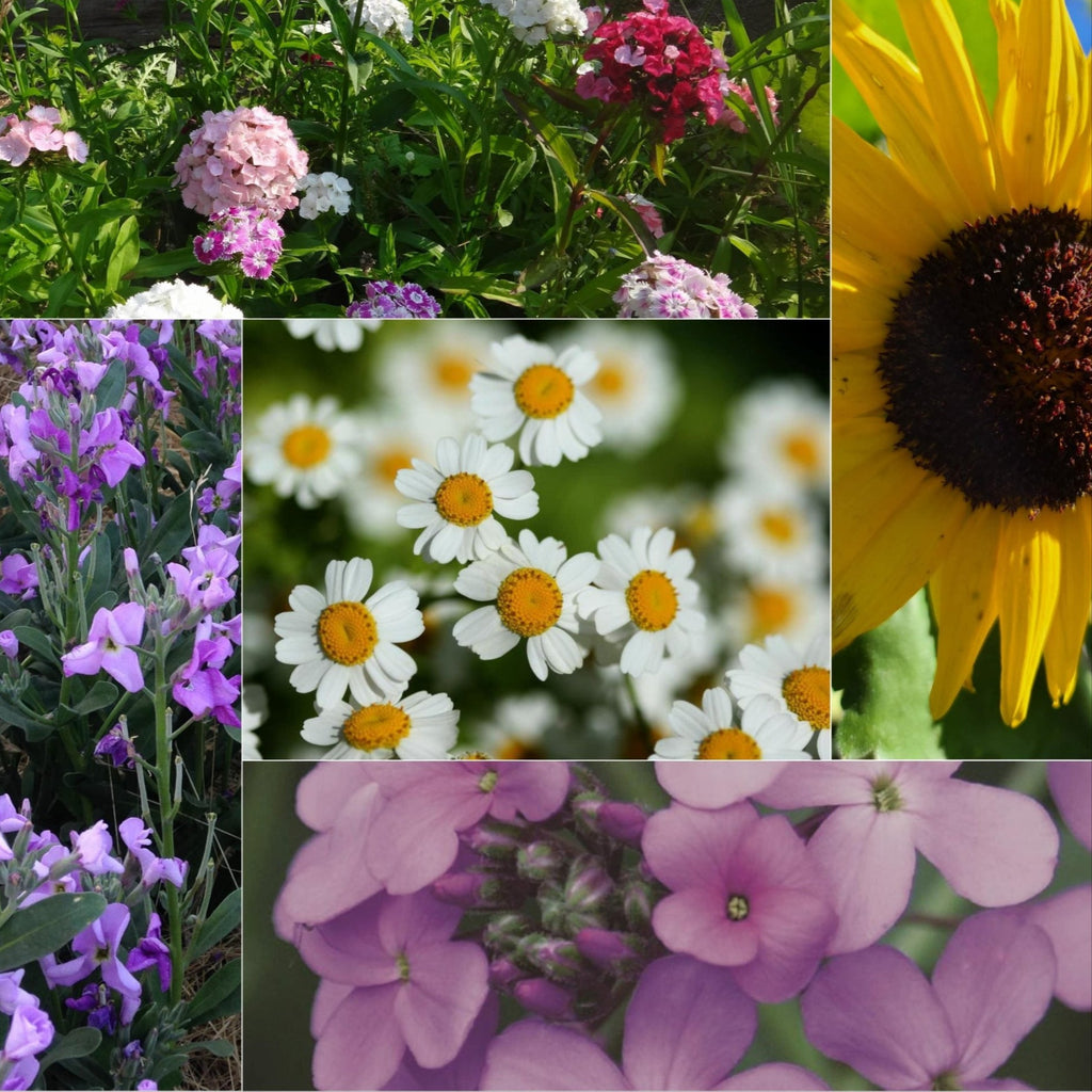 The Scented Flower Collection