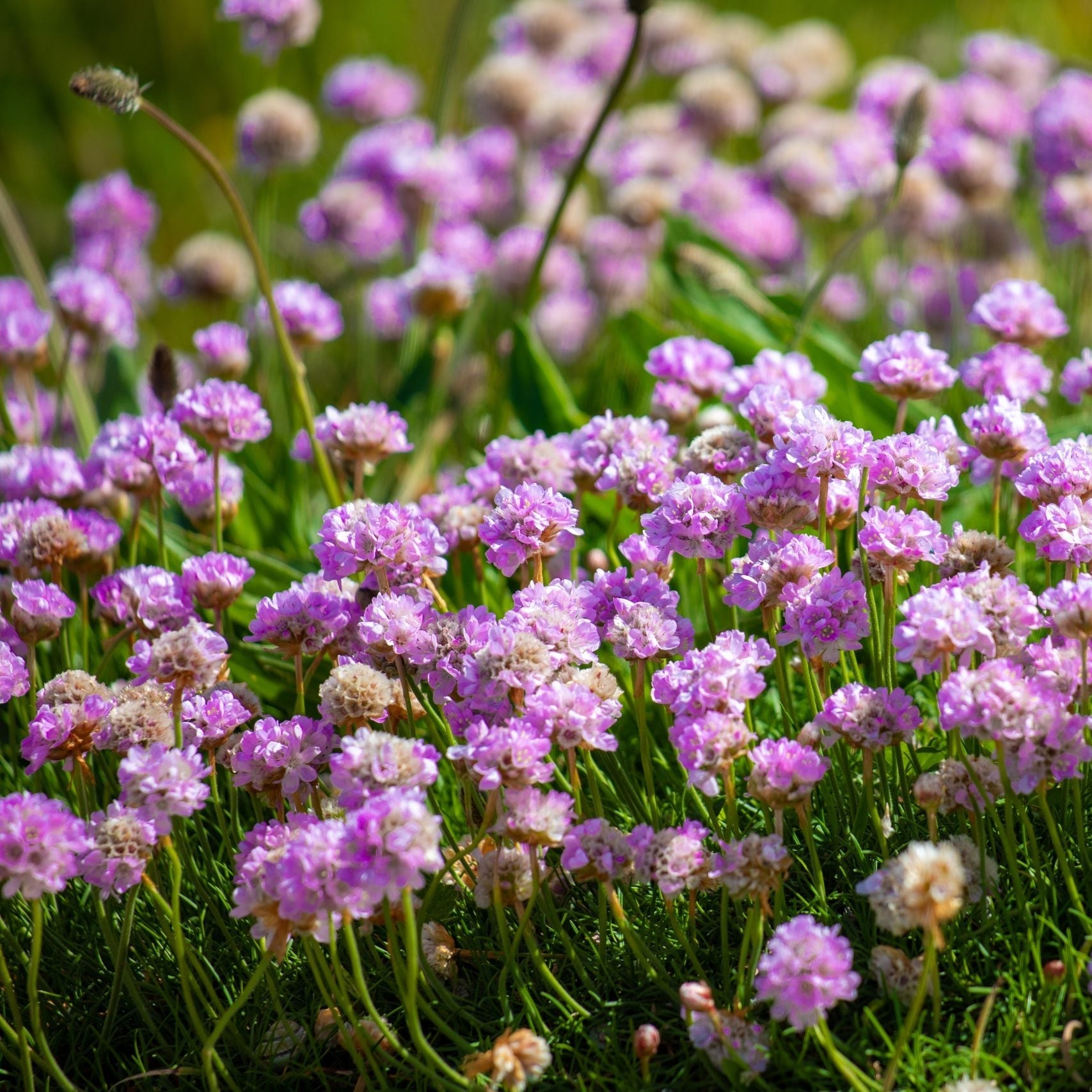 Sea Thrift