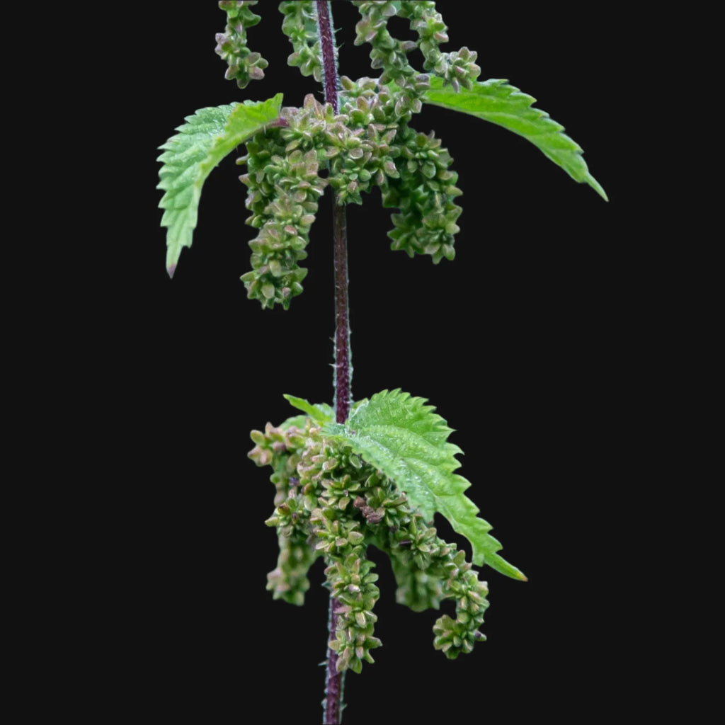 Stinging Nettle (Seeds)