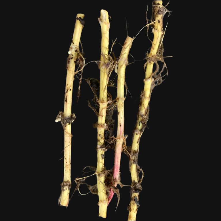 Stinging Nettle Rootstock