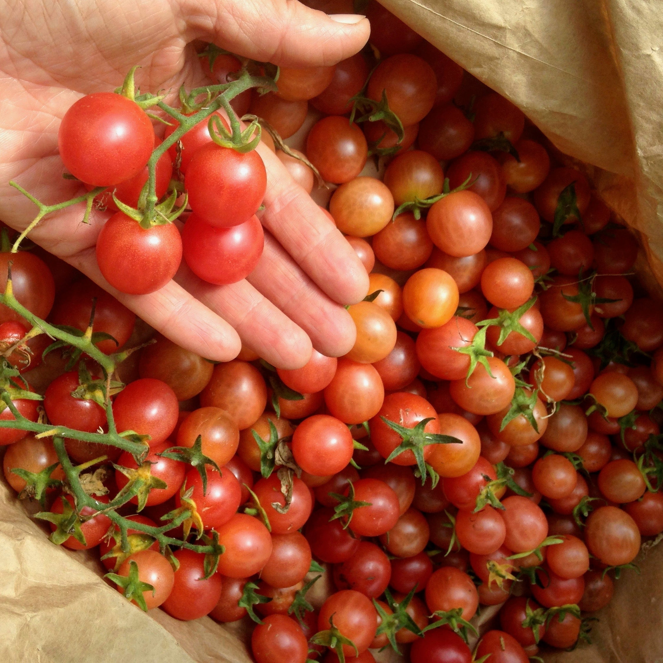 The Totally Tomatoes Collection