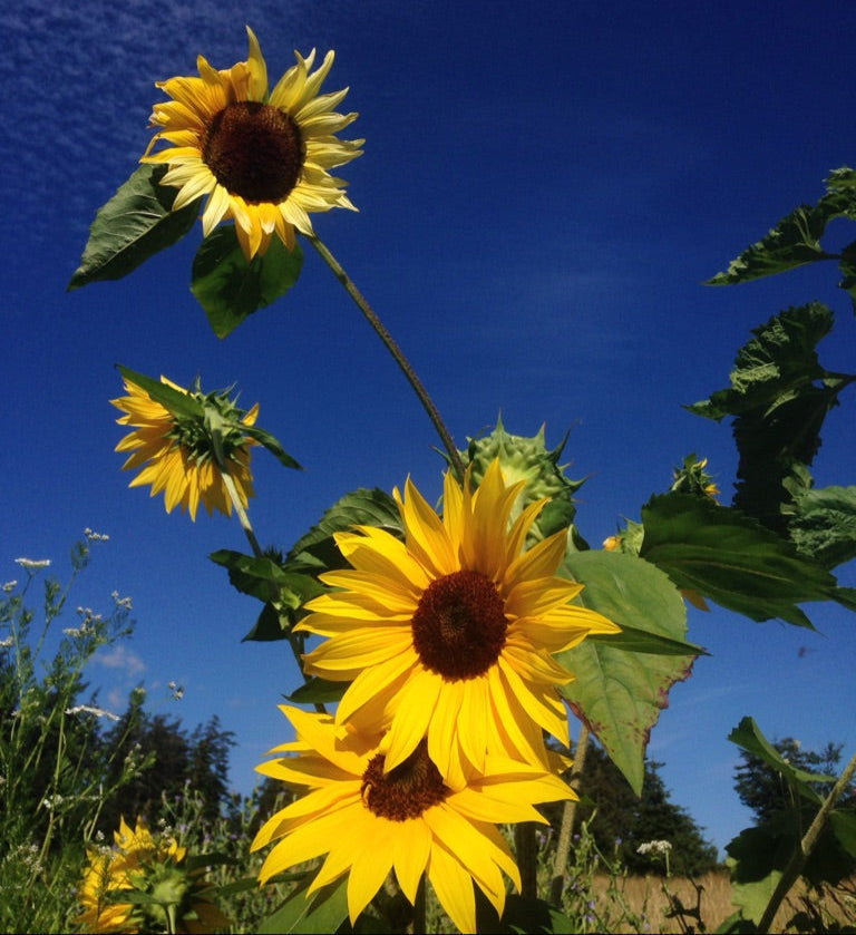 Sunflower Mix