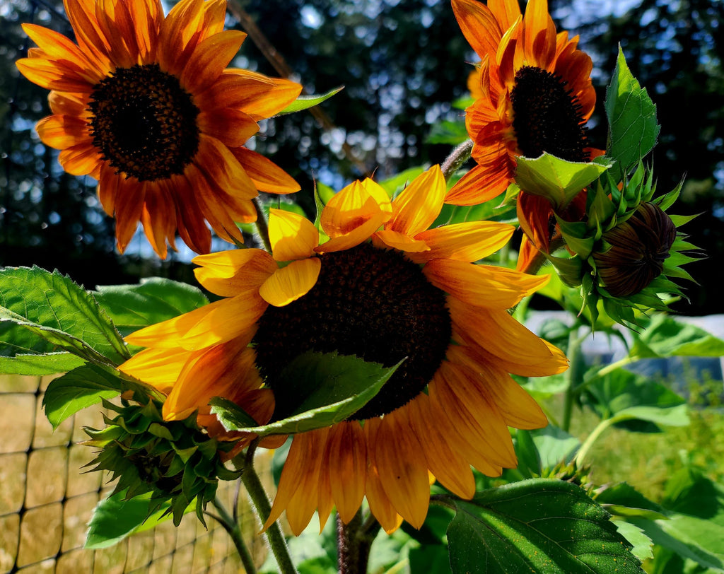 Sunflower Mix