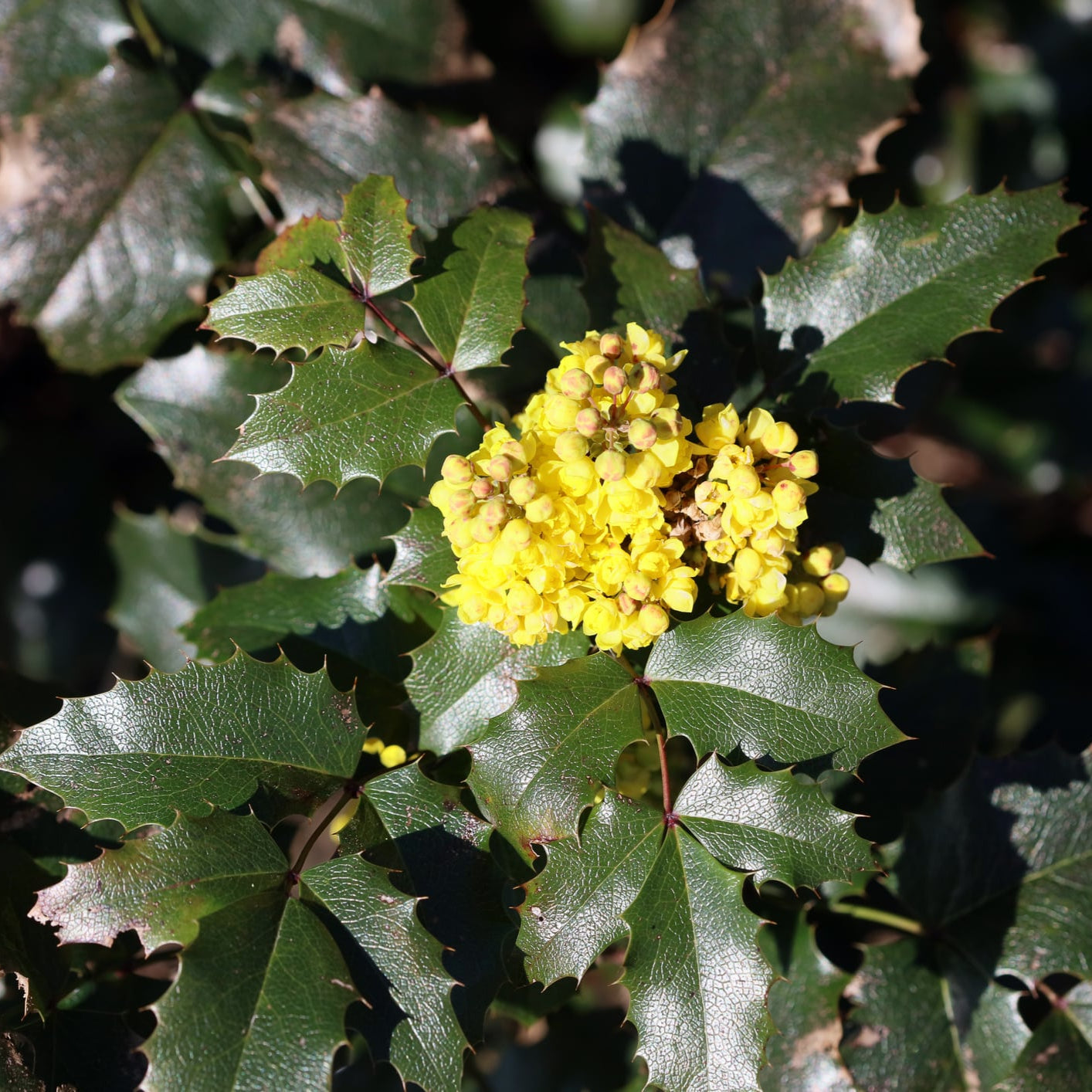Tall Oregon Grape