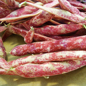 Taylor Horticultural Bush Bean