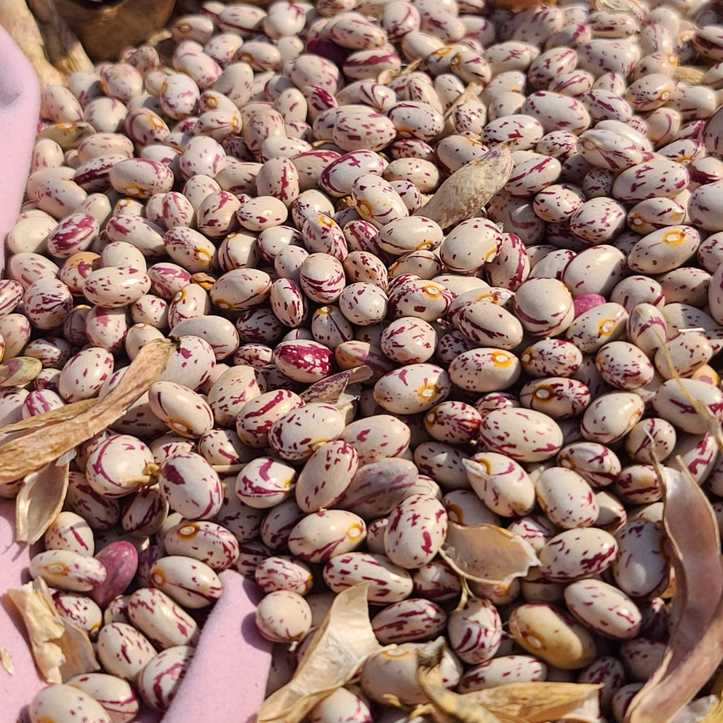 Taylor Horticultural Bush Bean