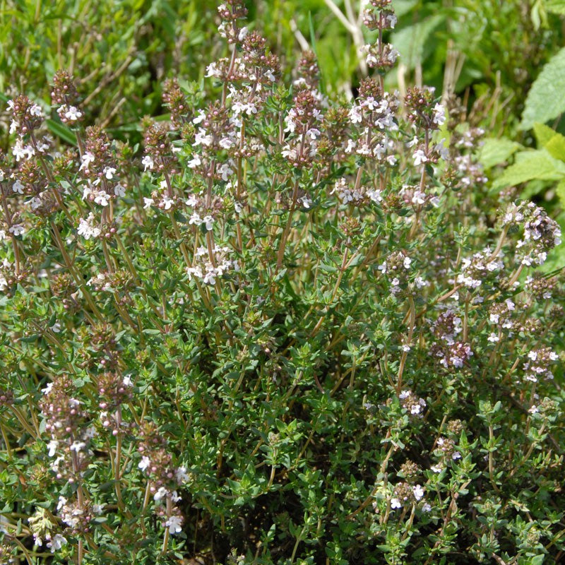 Thyme