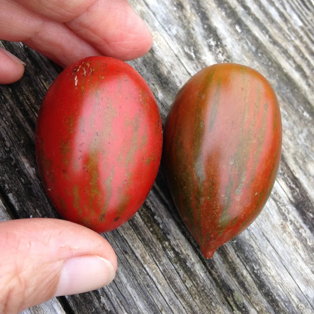 Tiger Pear Tomato