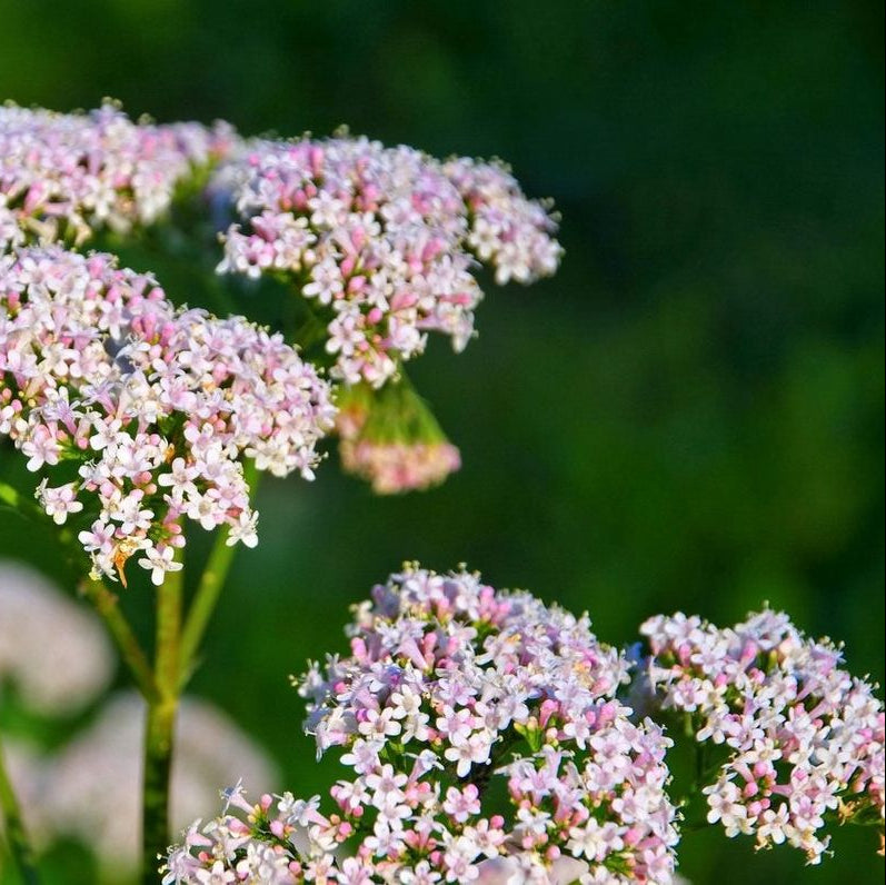 Valerian