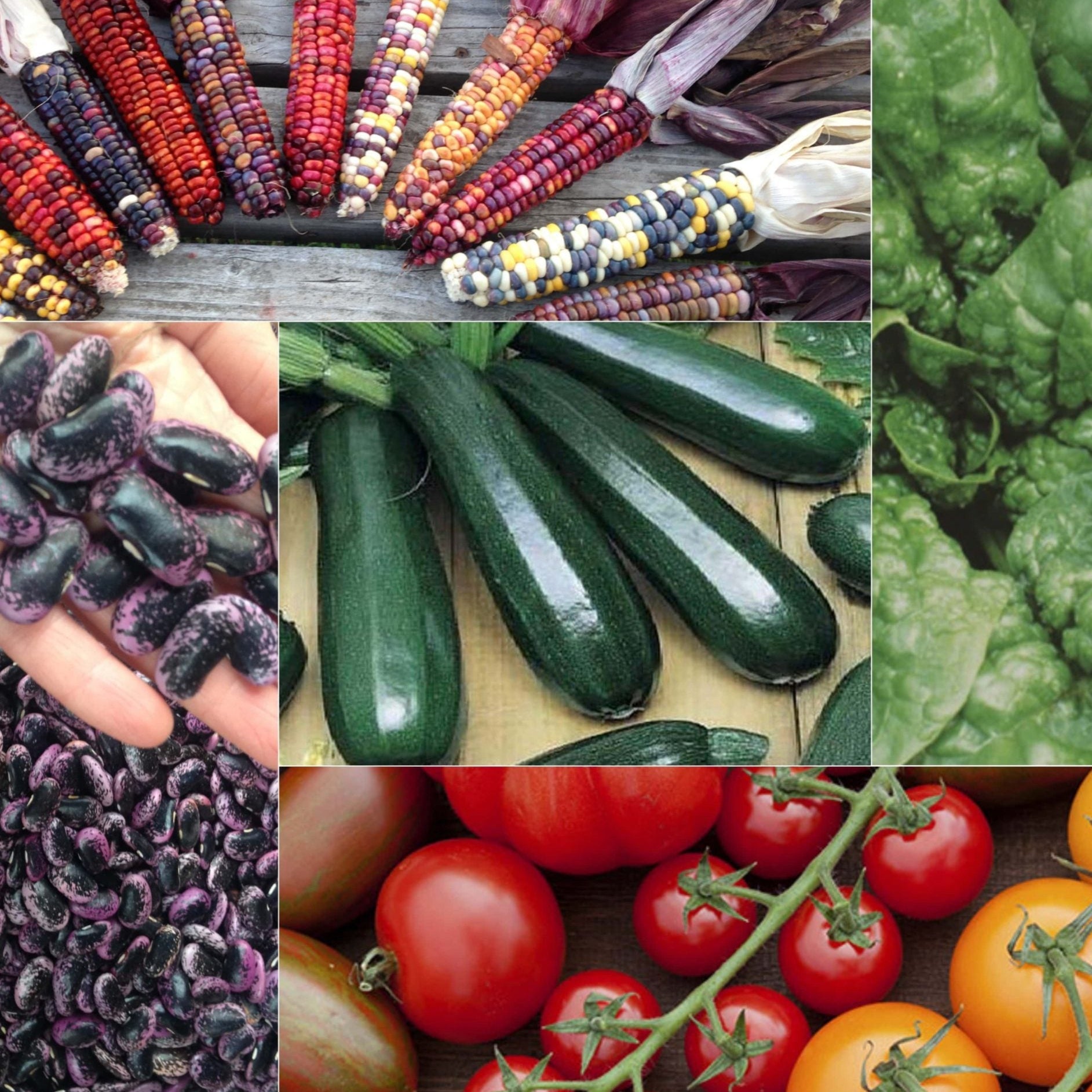 The Veggie Garden Collection