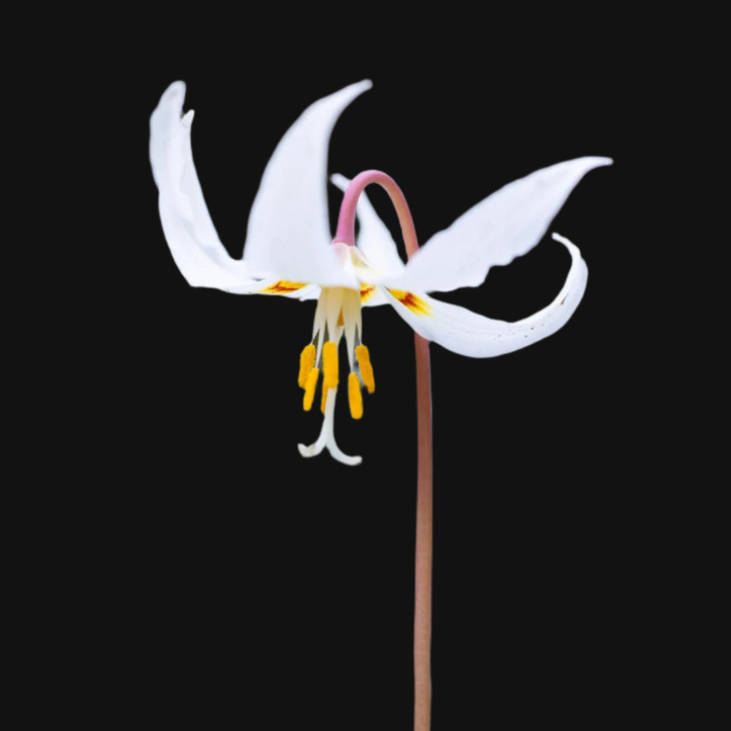 White Fawn Lily