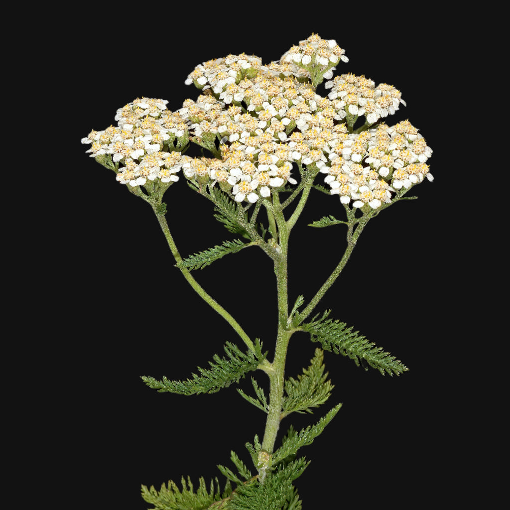 Yarrow
