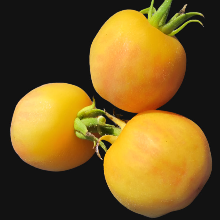 Yellow Peach Tomato