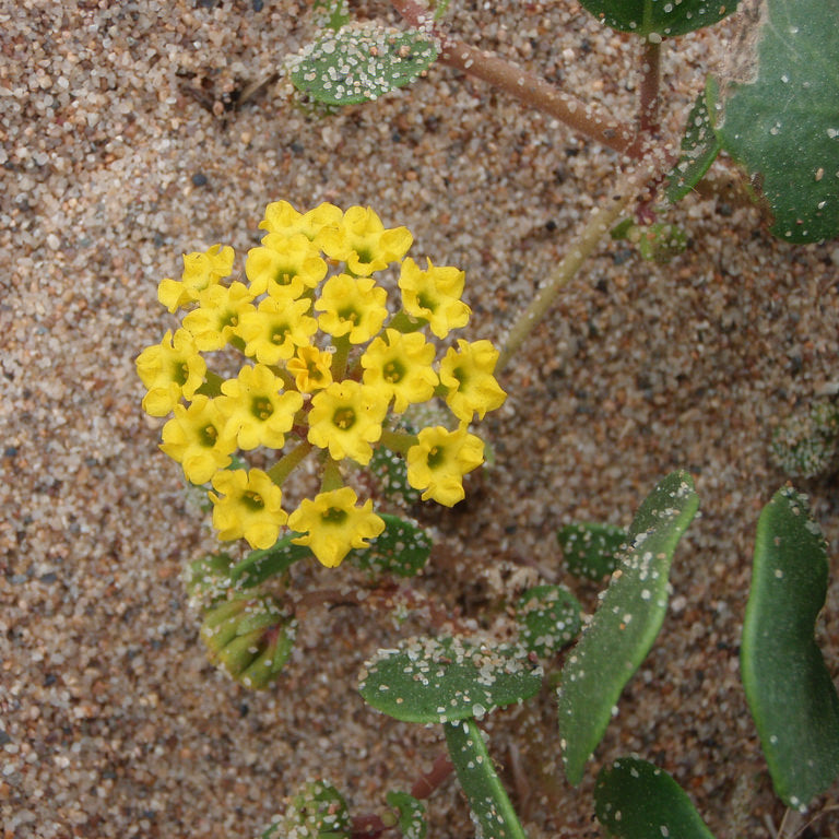 Yellow Sand Verbena