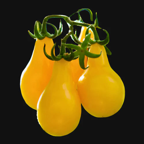 Yellow Pear Tomato