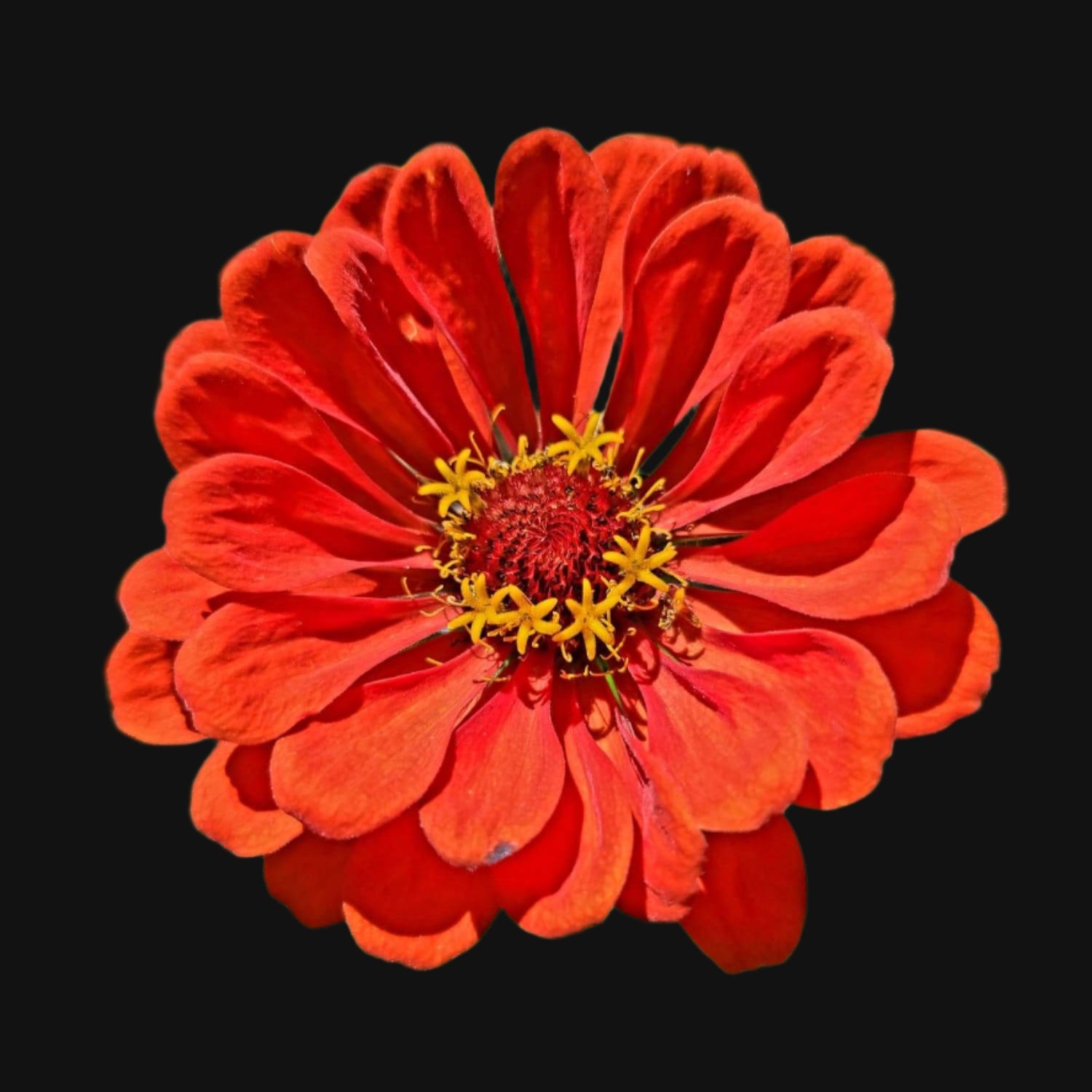 Zinnia