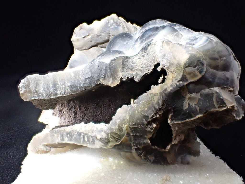 Agatized Coral – Fossilized Silica Beauty from Florida