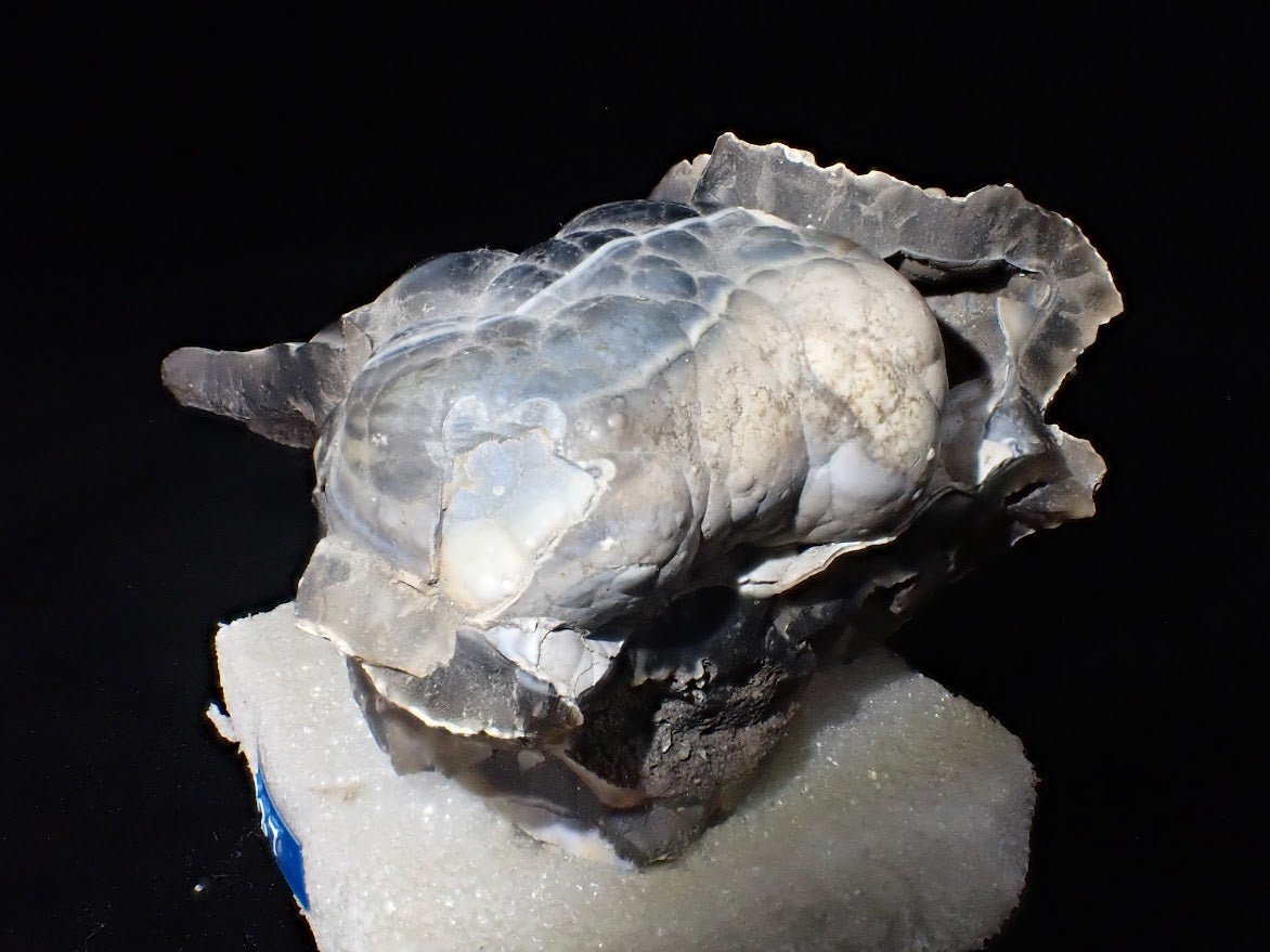 Agatized Coral – Fossilized Silica Beauty from Florida
