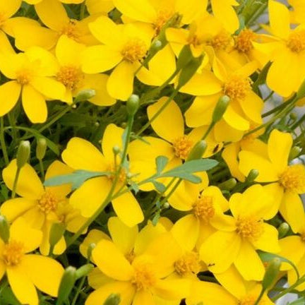 Mexican Mint Marigold