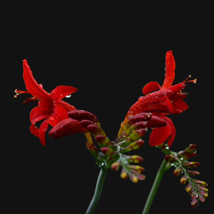 Montbretia