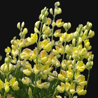 Yellow Tree Lupin